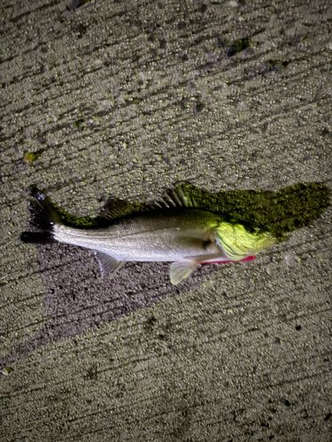 セイゴ（マルスズキ）の釣果