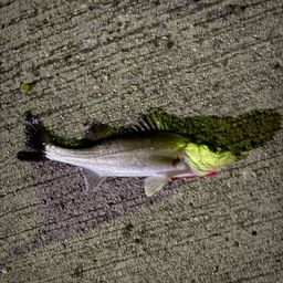 セイゴ（マルスズキ）