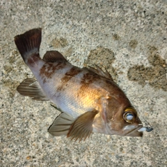 メバルの釣果