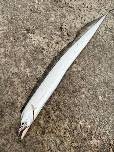 タチウオの釣果