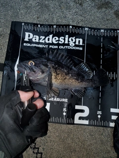 クロソイの釣果