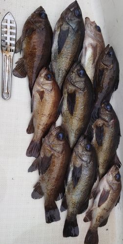 クロメバルの釣果