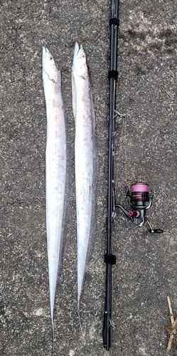 タチウオの釣果