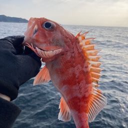 ユメカサゴ