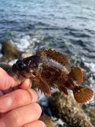 ムラソイの釣果