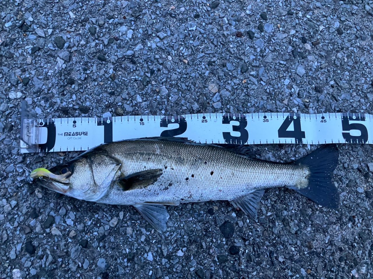 フッコ（マルスズキ）