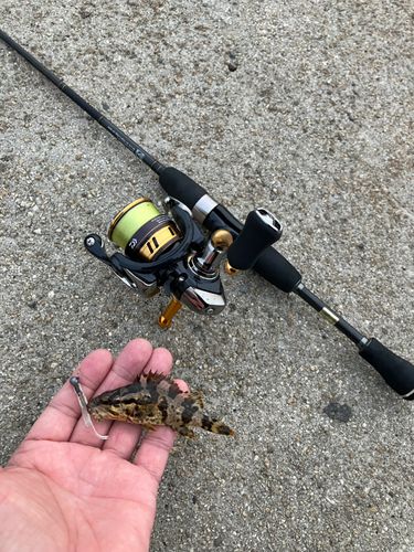 タケノコメバルの釣果