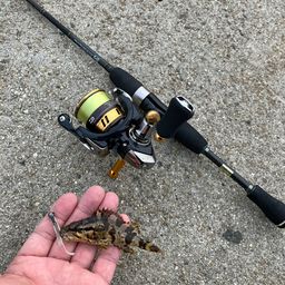 タケノコメバル