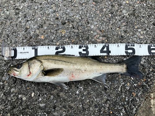 フッコ（マルスズキ）の釣果