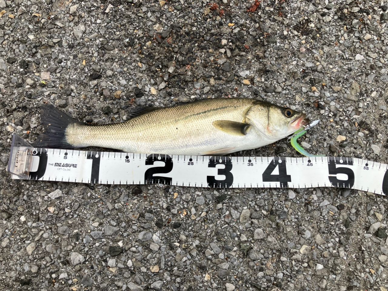 フッコ（マルスズキ）