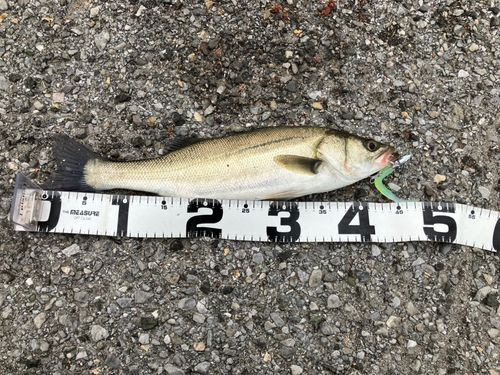 フッコ（マルスズキ）の釣果