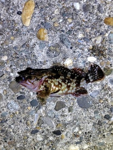 ムラソイの釣果