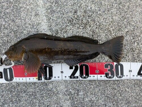 アイナメの釣果