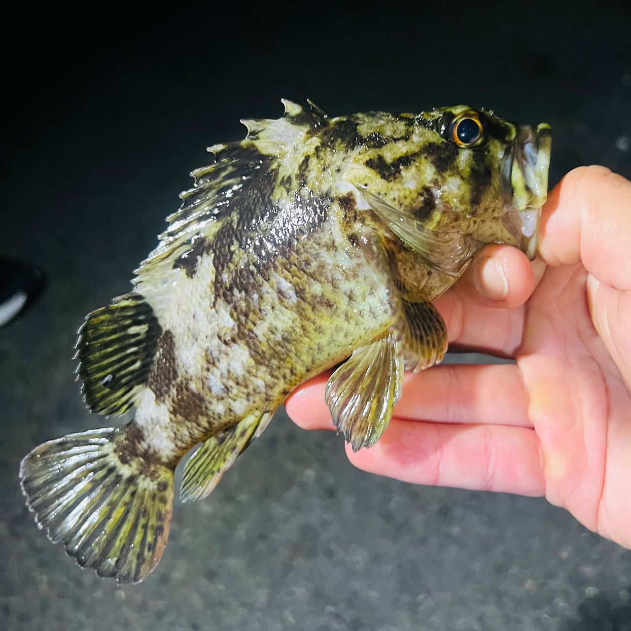 タケノコメバル