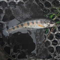 ヤマメの釣果