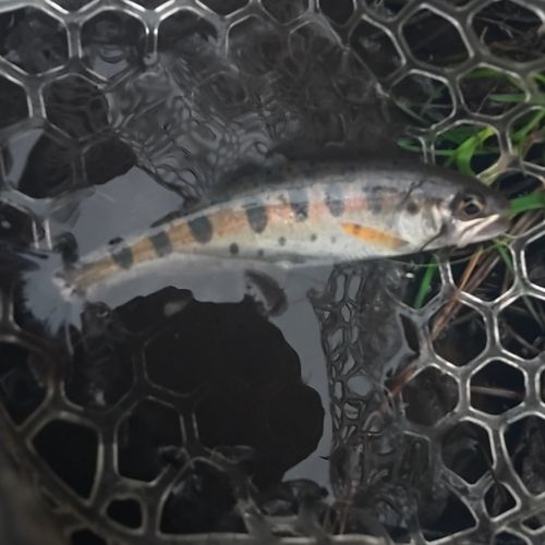 ヤマメの釣果