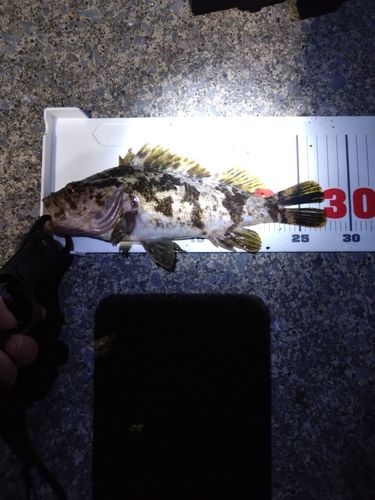 ソイの釣果