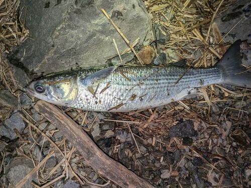 ボラの釣果