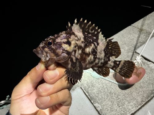 ライギョの釣果