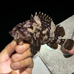 ライギョ