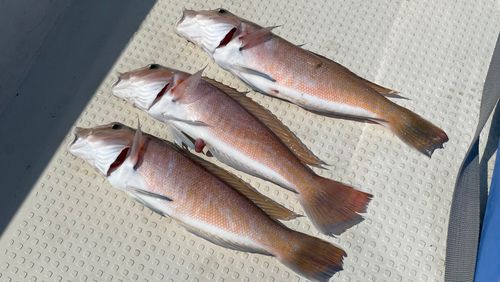 シロアマダイの釣果