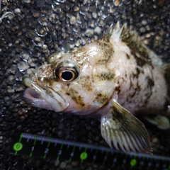 ムラソイの釣果