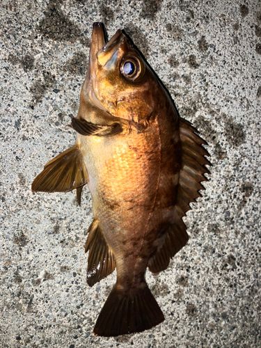 メバルの釣果