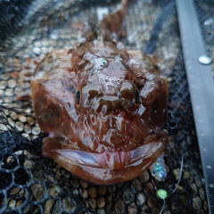 カジカの釣果