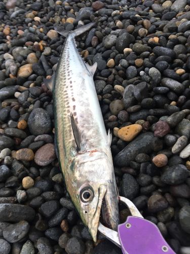 サゴシの釣果