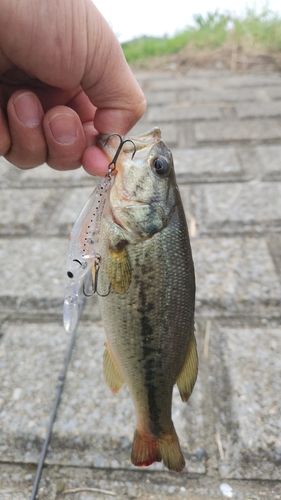 ラージマウスバスの釣果