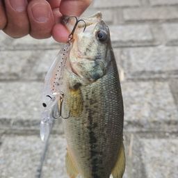 ラージマウスバス