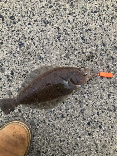 カレイの釣果