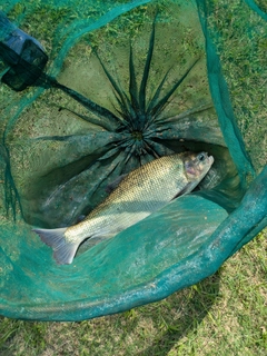 釣果