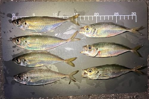 アジの釣果