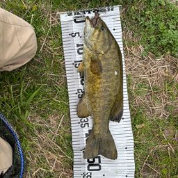 スモールマウスバス