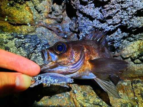 シロメバルの釣果
