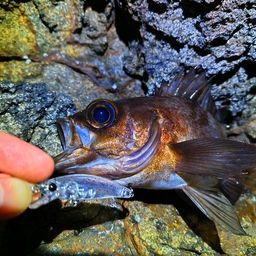 シロメバル