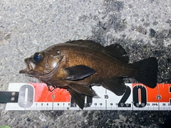 シロメバルの釣果