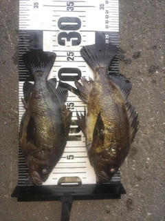 メバルの釣果