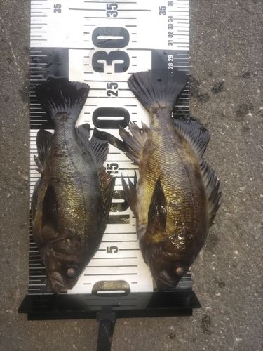 メバルの釣果