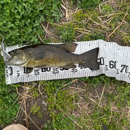 スモールマウスバス