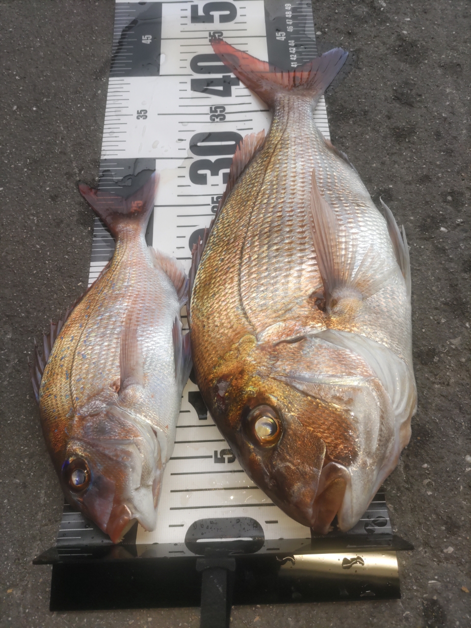 SHIMANO 17ソアレ CI4+ C2000SS PGの最安値・インプレ・釣果