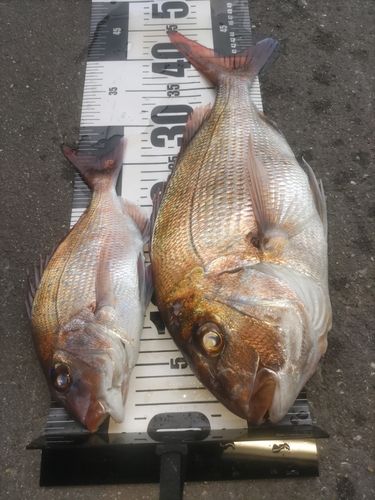 マダイの釣果