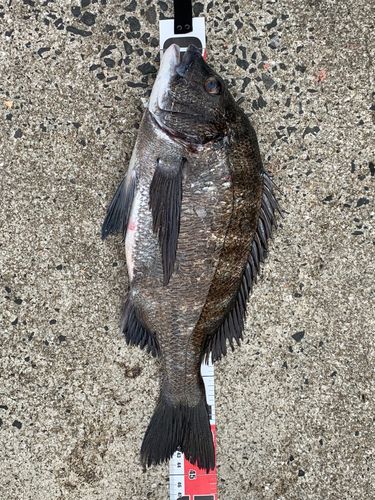 チヌの釣果