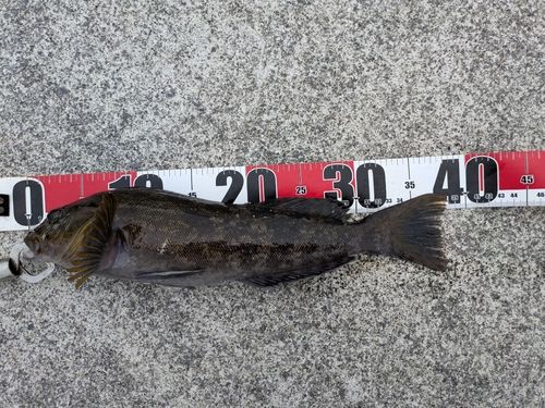 アイナメの釣果