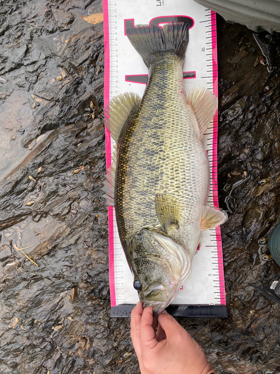 DAIWA 21ブレイゾン C66MLの最安値・インプレ・釣果 | 本音の