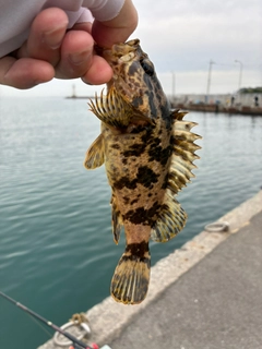 タケノコメバルの釣果