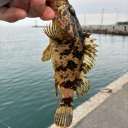 タケノコメバル