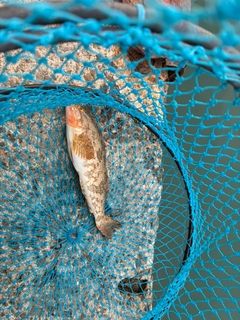 アイナメの釣果