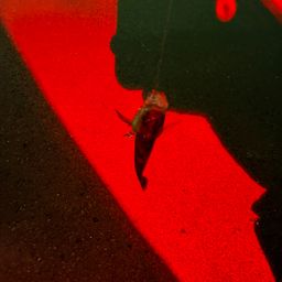 メバル